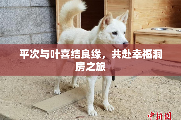 平次与叶喜结良缘，共赴幸福洞房之旅