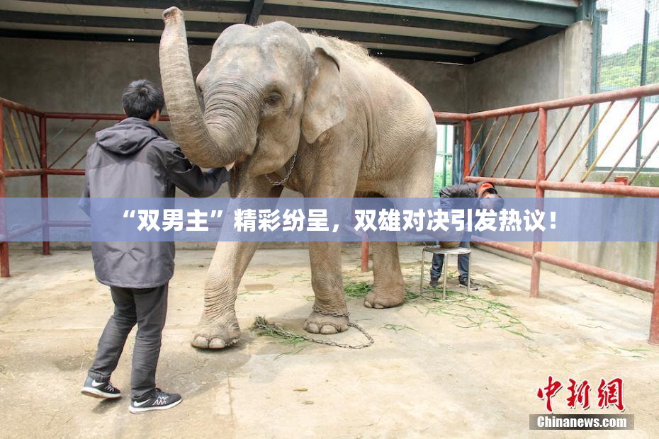 “双男主”精彩纷呈，双雄对决引发热议！