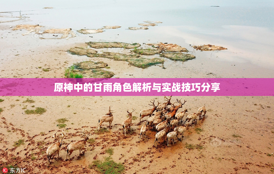原神中的甘雨角色解析与实战技巧分享