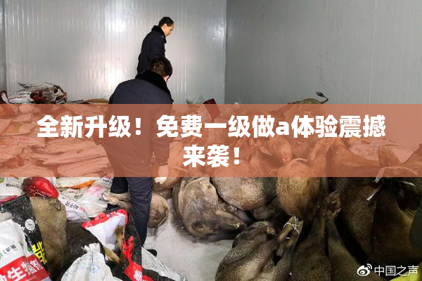 全新升级！免费一级做a体验震撼来袭！