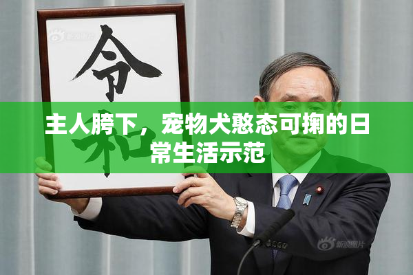 主人胯下，宠物犬憨态可掬的日常生活示范