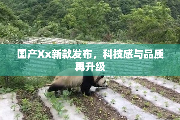 国产Xx新款发布，科技感与品质再升级