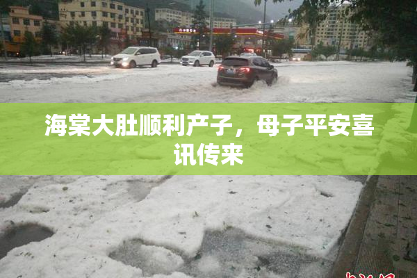 海棠大肚顺利产子，母子平安喜讯传来