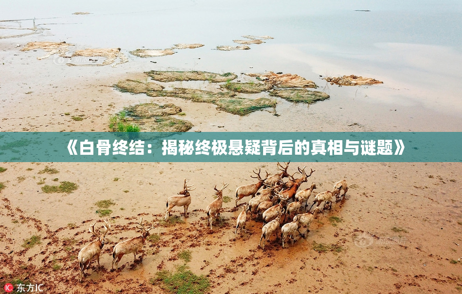 《白骨终结：揭秘终极悬疑背后的真相与谜题》