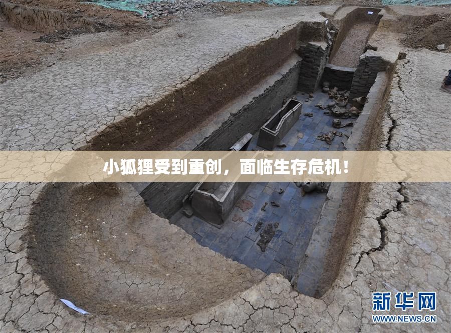 小狐狸受到重创，面临生存危机！