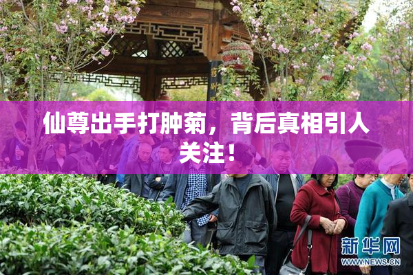 仙尊出手打肿菊，背后真相引人关注！