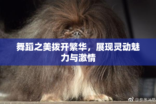 舞蹈之美拨开繁华，展现灵动魅力与激情