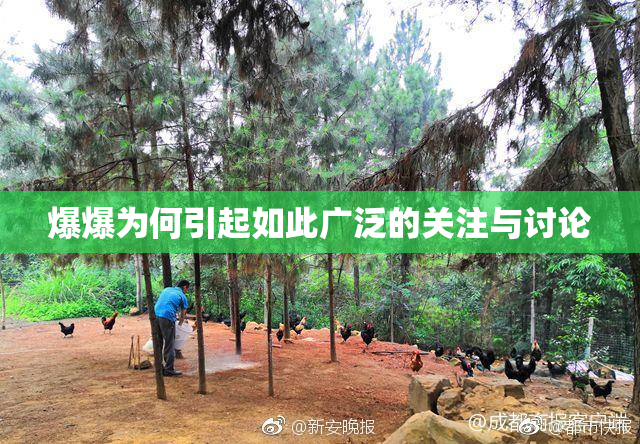 爆爆为何引起如此广泛的关注与讨论