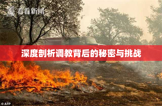 深度剖析调教背后的秘密与挑战