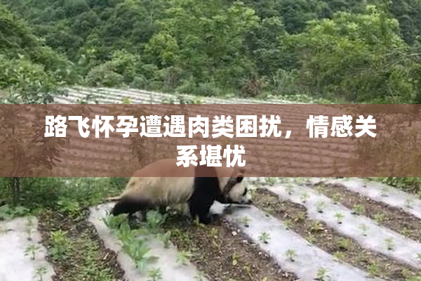 路飞怀孕遭遇肉类困扰，情感关系堪忧