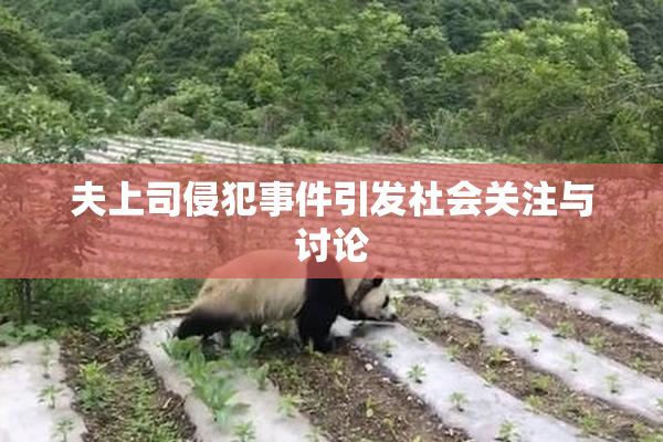 夫上司侵犯事件引发社会关注与讨论