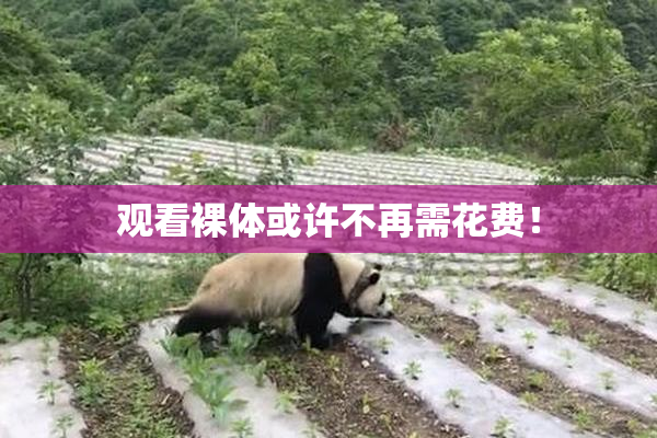 观看裸体或许不再需花费！