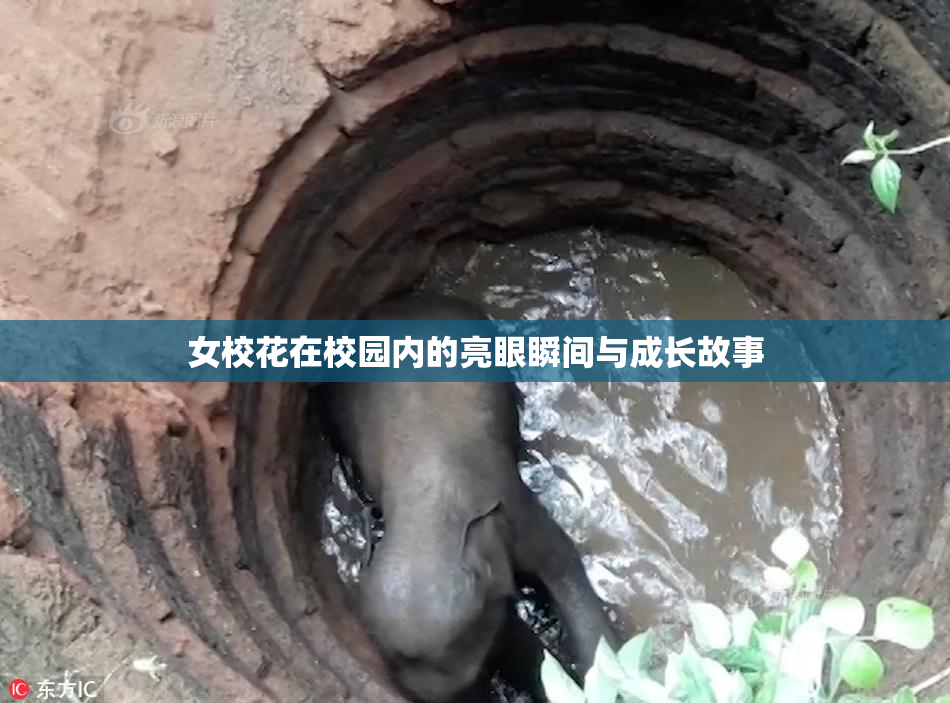 女校花在校园内的亮眼瞬间与成长故事
