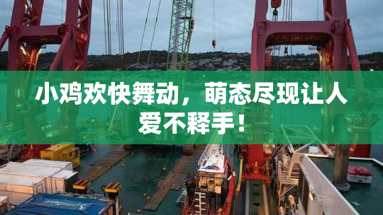 小鸡欢快舞动，萌态尽现让人爱不释手！