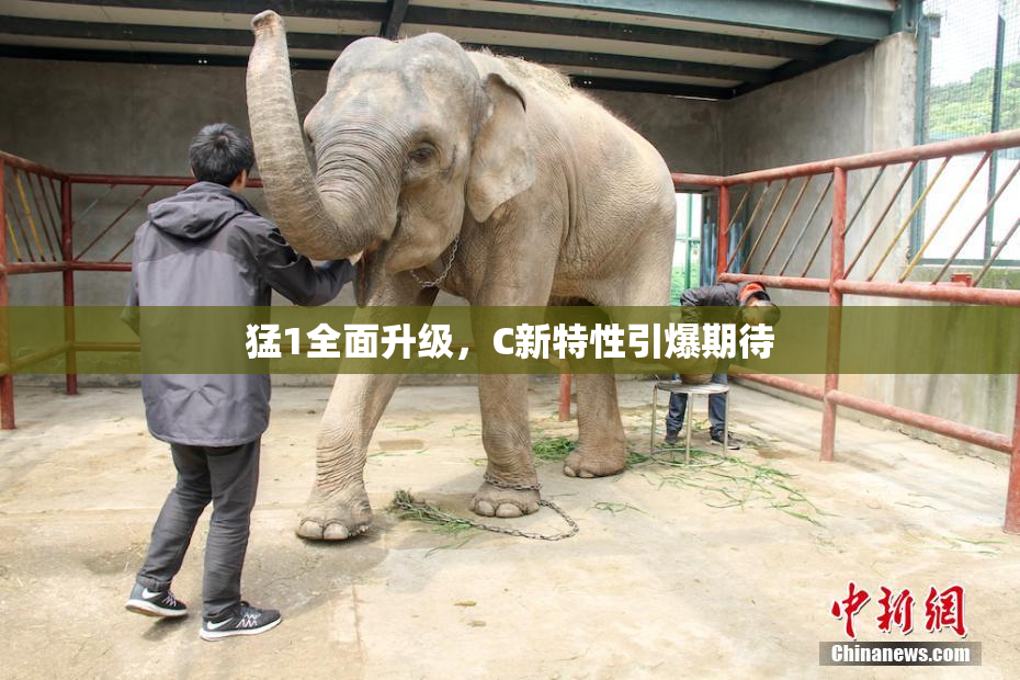 猛1全面升级，C新特性引爆期待