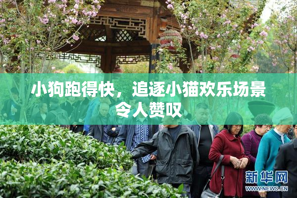 小狗跑得快，追逐小猫欢乐场景令人赞叹