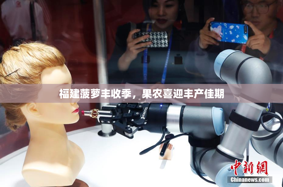 福建菠萝丰收季，果农喜迎丰产佳期
