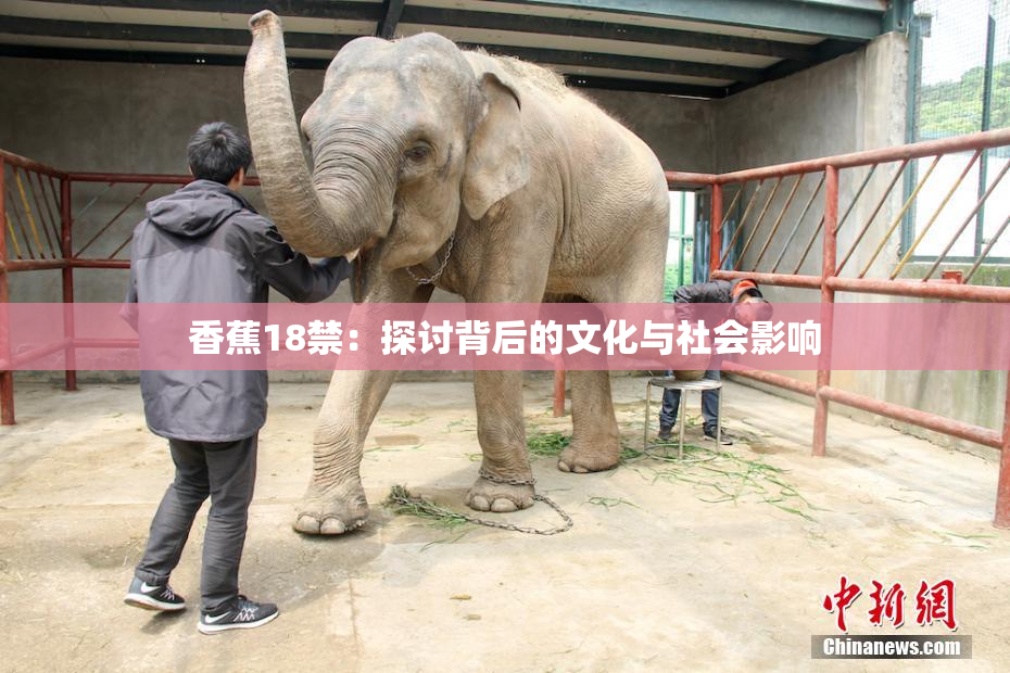 香蕉18禁：探讨背后的文化与社会影响