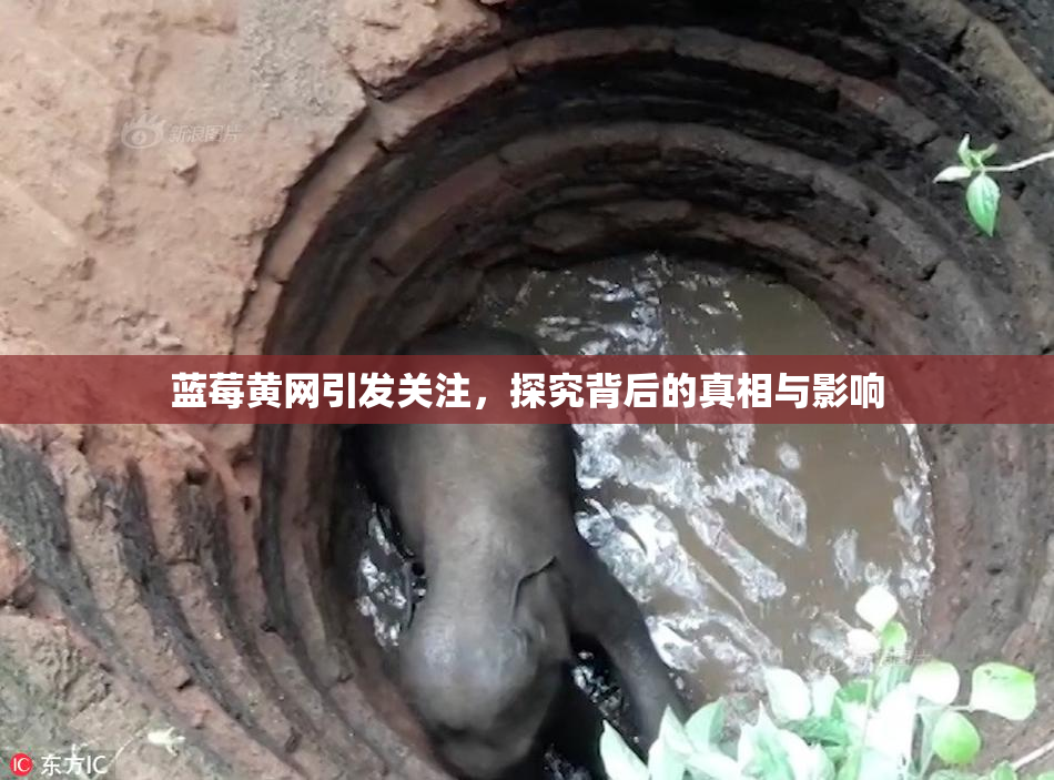 蓝莓黄网引发关注，探究背后的真相与影响