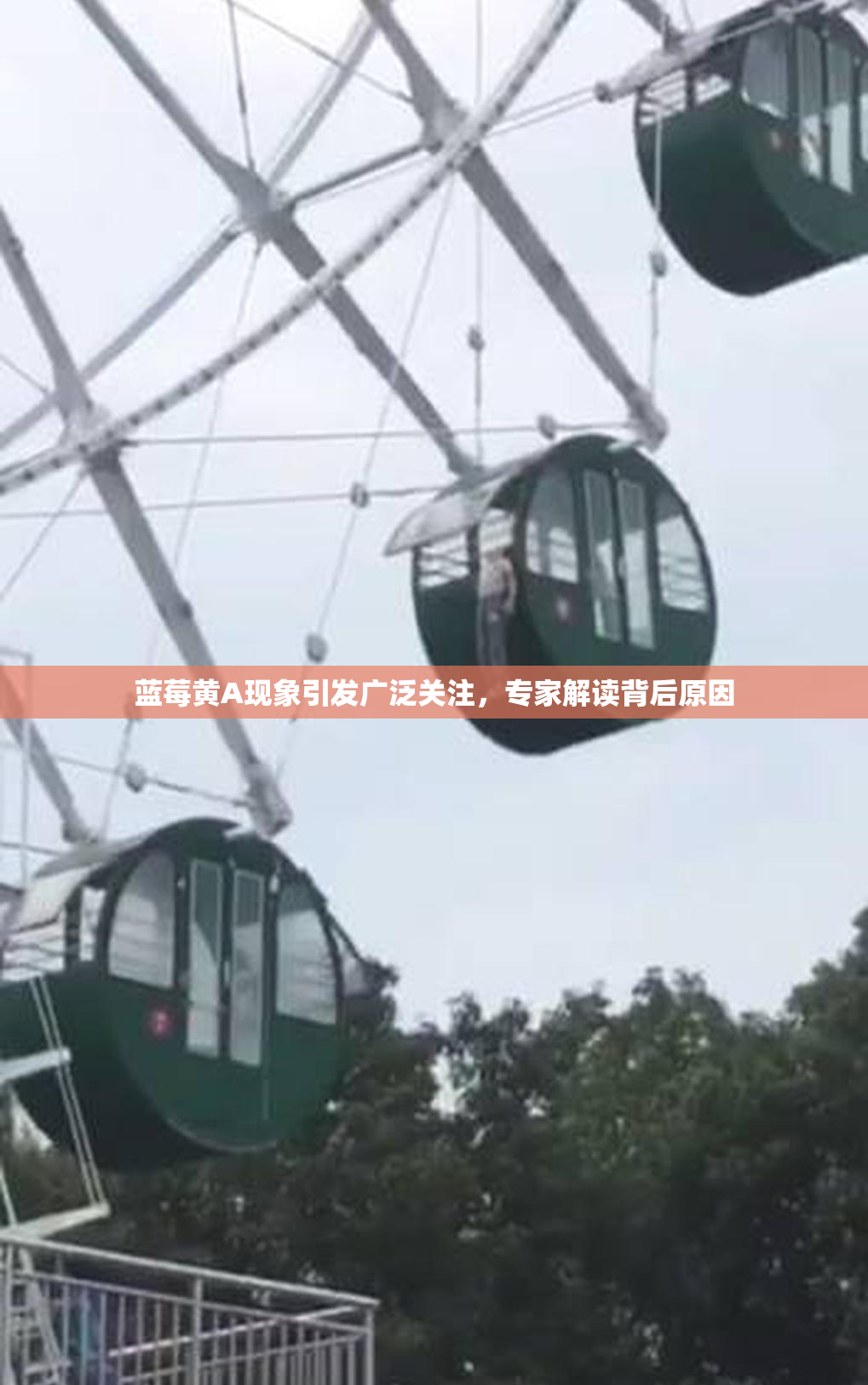 蓝莓黄A现象引发广泛关注，专家解读背后原因