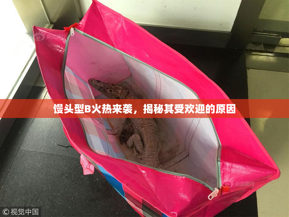 馒头型B火热来袭，揭秘其受欢迎的原因