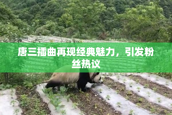 唐三插曲再现经典魅力，引发粉丝热议