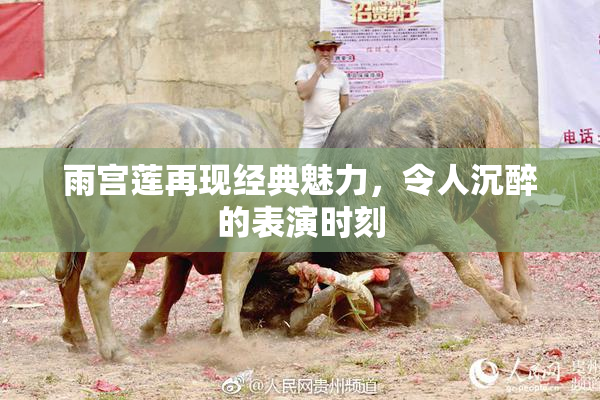 雨宫莲再现经典魅力，令人沉醉的表演时刻