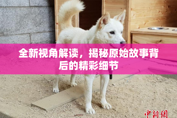 全新视角解读，揭秘原始故事背后的精彩细节