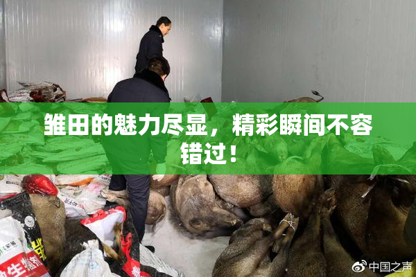 雏田的魅力尽显，精彩瞬间不容错过！