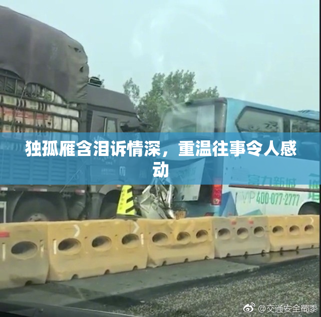 独孤雁含泪诉情深，重温往事令人感动
