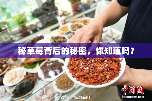 秘草莓背后的秘密，你知道吗？
