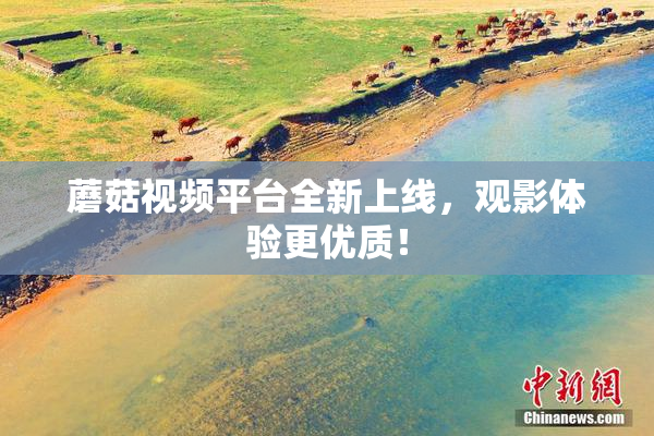 蘑菇视频平台全新上线，观影体验更优质！