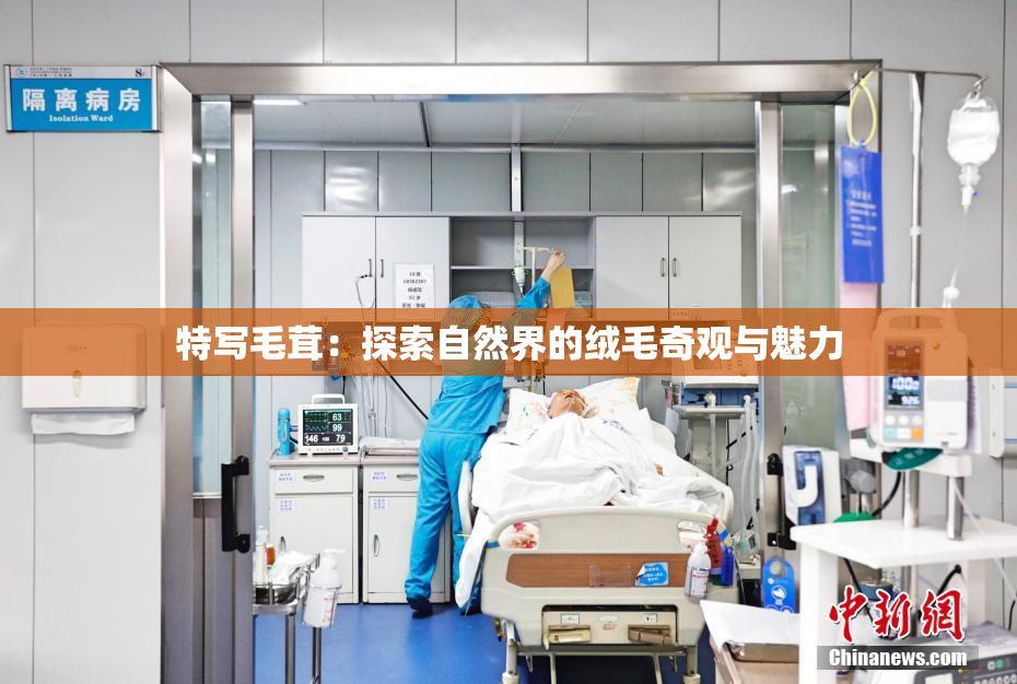 特写毛茸：探索自然界的绒毛奇观与魅力