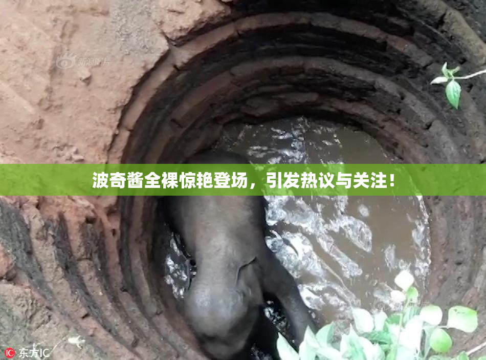 波奇酱全裸惊艳登场，引发热议与关注！