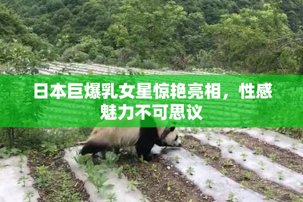 日本巨爆乳女星惊艳亮相，性感魅力不可思议