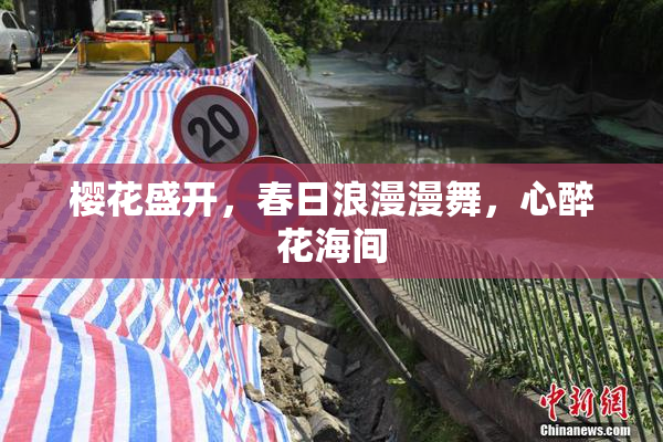 樱花盛开，春日浪漫漫舞，心醉花海间