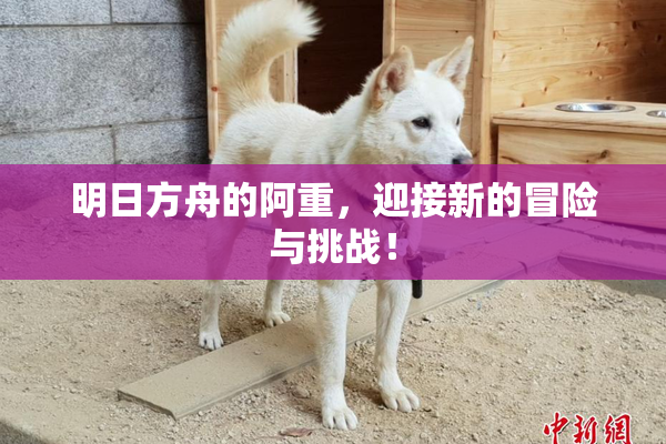 明日方舟的阿重，迎接新的冒险与挑战！