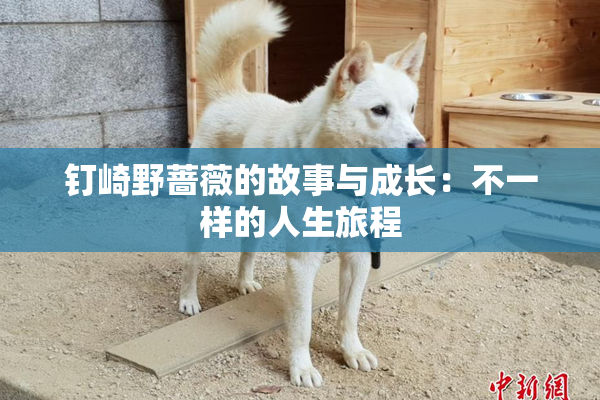 钉崎野蔷薇的故事与成长：不一样的人生旅程