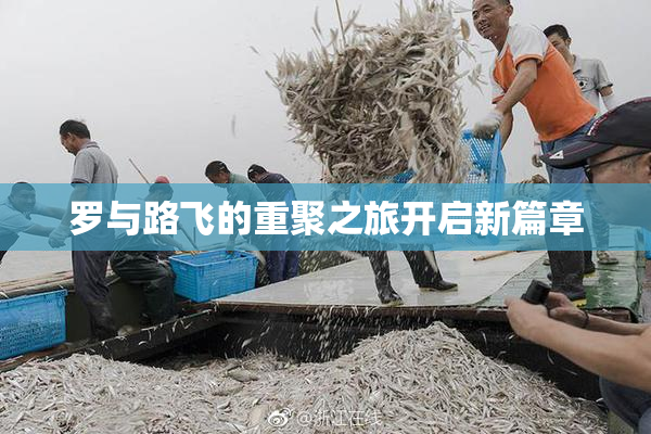 罗与路飞的重聚之旅开启新篇章