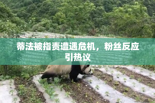 蒂法被指责遭遇危机，粉丝反应引热议