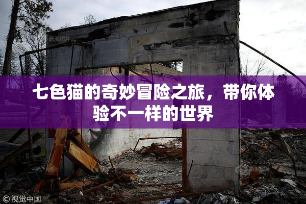 七色猫的奇妙冒险之旅，带你体验不一样的世界