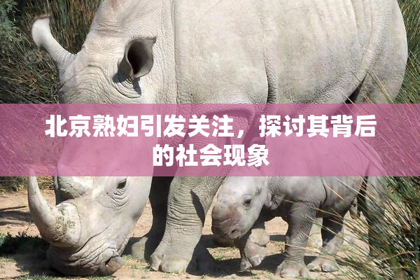 北京熟妇引发关注，探讨其背后的社会现象