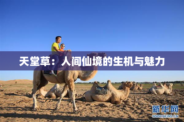 天堂草：人间仙境的生机与魅力
