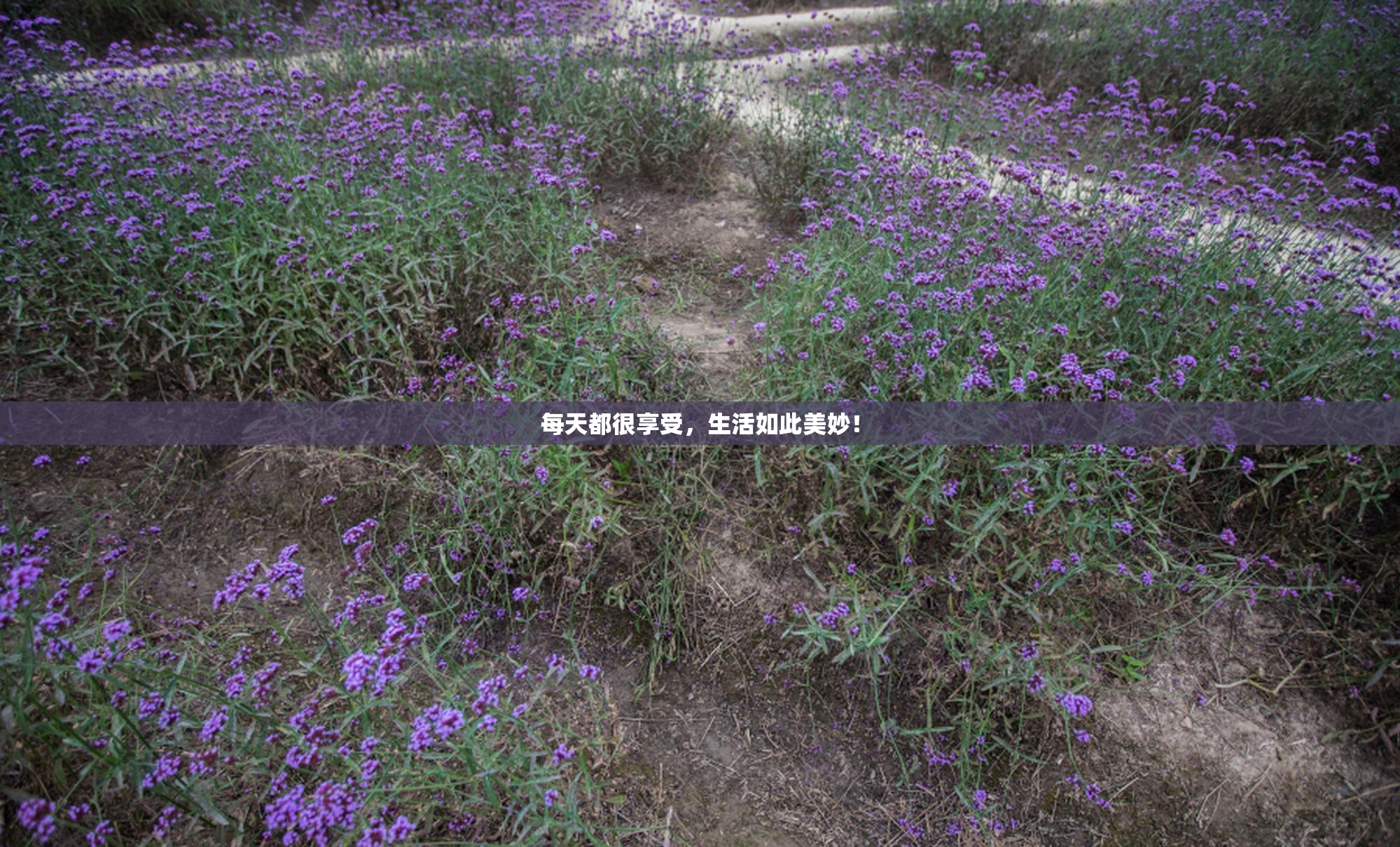 每天都很享受，生活如此美妙！