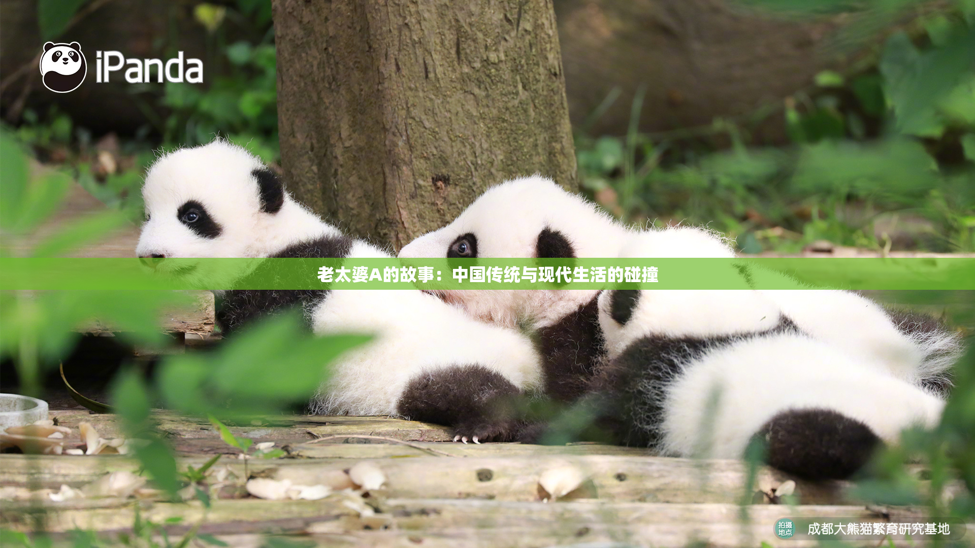 老太婆A的故事：中国传统与现代生活的碰撞