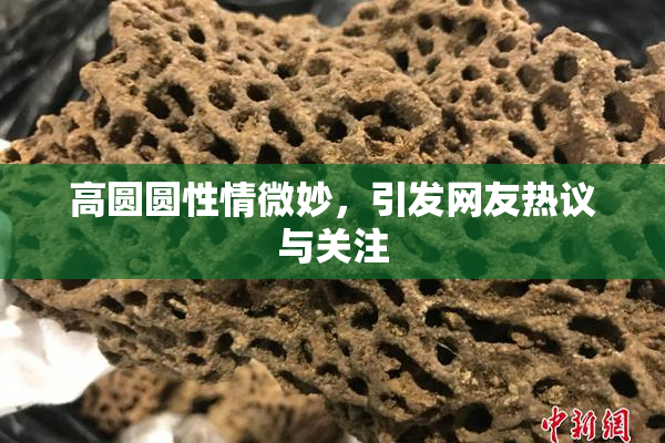 高圆圆性情微妙，引发网友热议与关注