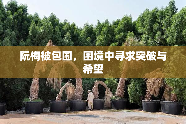 阮梅被包围，困境中寻求突破与希望