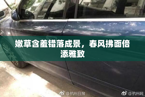 嫩草含羞错落成景，春风拂面倍添雅致