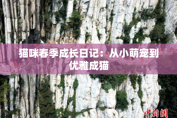 猫咪春季成长日记：从小萌宠到优雅成猫