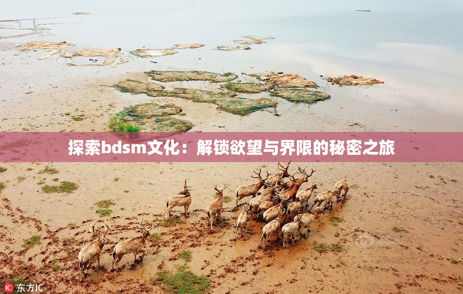 探索bdsm文化：解锁欲望与界限的秘密之旅